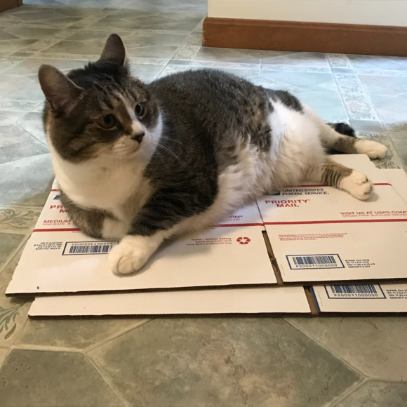 nhgator